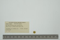 Ventridens ligera image