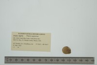 Patera appressa image
