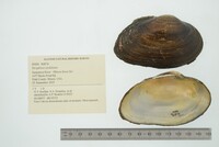 Strophitus undulatus image