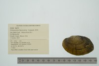 Ortmanniana ligamentina image