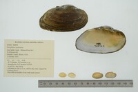Strophitus undulatus image