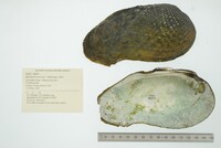 Tritogonia verrucosa image