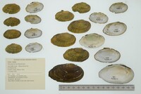 Venustaconcha ellipsiformis image