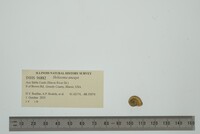 Helisoma anceps image