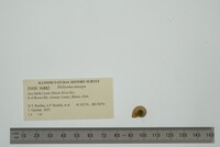Helisoma anceps image
