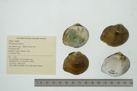 Obliquaria reflexa image