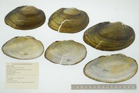 Pyganodon grandis image