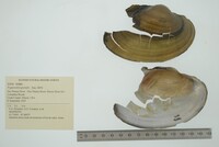 Pyganodon grandis image