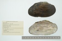 Pyganodon grandis image