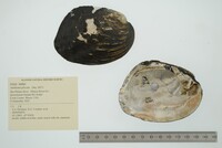 Amblema plicata image