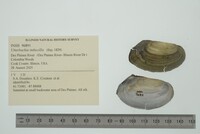 Utterbackia imbecillis image