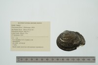 Fusconaia flava image