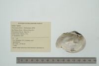 Fusconaia flava image