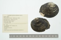 Pleurobema sintoxia image
