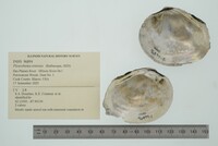 Pleurobema sintoxia image