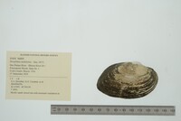 Strophitus undulatus image