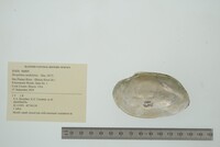 Strophitus undulatus image