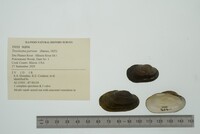 Toxolasma parvum image