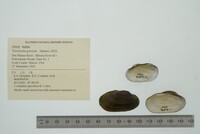 Toxolasma parvum image