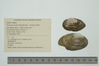 Venustaconcha ellipsiformis image