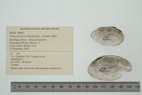 Venustaconcha ellipsiformis image