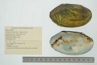 Lampsilis siliquoidea image