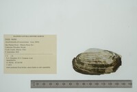 Anodontoides ferussacianus image