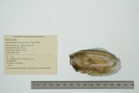 Anodontoides ferussacianus image