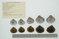 Corbicula fluminea image