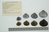 Corbicula largillierti image