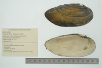 Lampsilis teres image