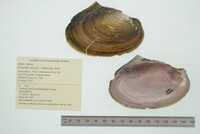Potamilus ohiensis image