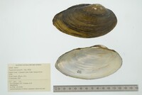 Pyganodon grandis image