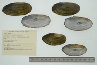Utterbackia imbecillis image