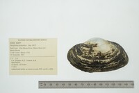 Strophitus undulatus image