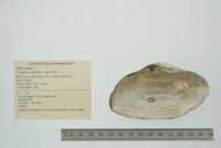 Strophitus undulatus image