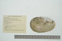 Lampsilis siliquoidea image