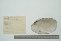Lampsilis siliquoidea image