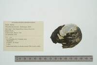 Pleurobema sintoxia image