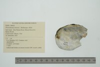 Pleurobema sintoxia image