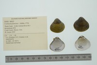 Corbicula fluminea image