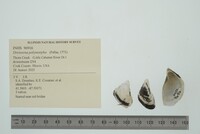 Dreissena polymorpha image