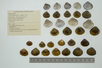 Corbicula fluminea image