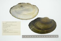 Pyganodon grandis image