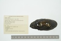 Utterbackia imbecillis image