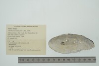 Utterbackia imbecillis image