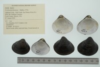 Corbicula fluminea image