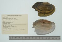 Pyganodon grandis image