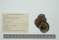 Cipangopaludina chinensis image