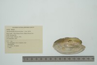 Anodontoides ferussacianus image